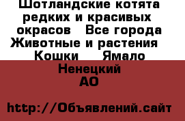 Шотландские котята редких и красивых  окрасов - Все города Животные и растения » Кошки   . Ямало-Ненецкий АО